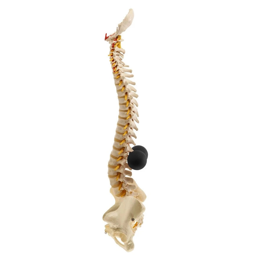 BakBalls Firm - Image 4