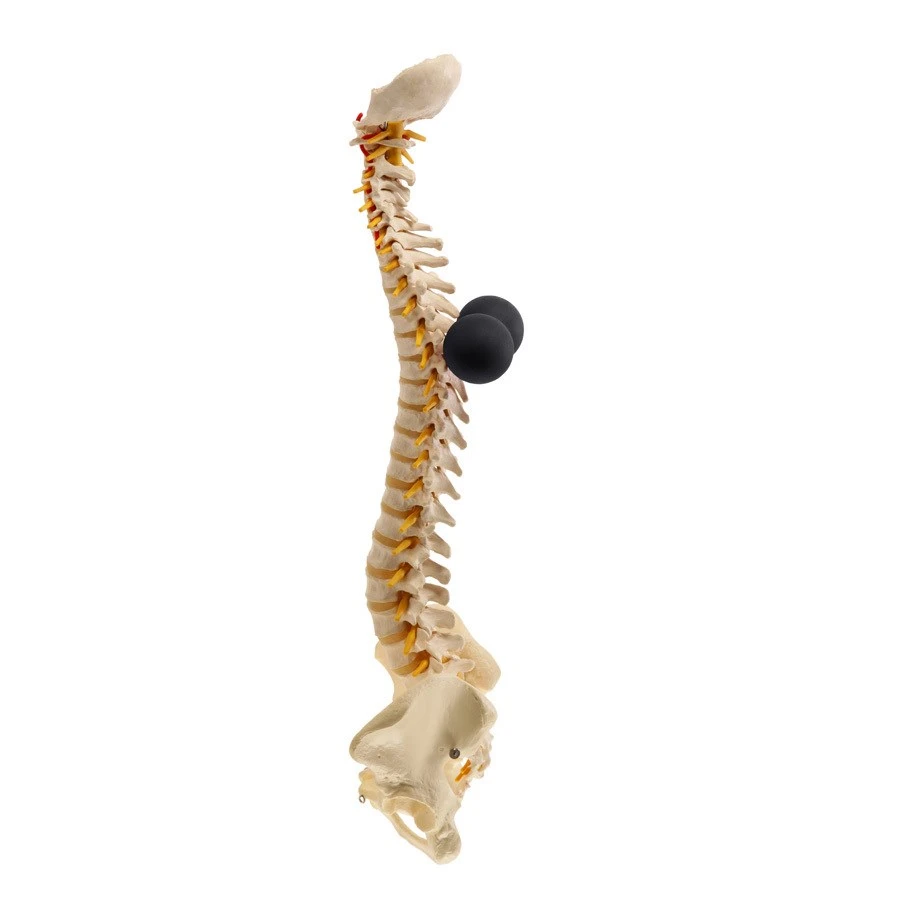 BakBalls Firm - Image 5