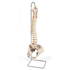 Anatomical Model Life-Size Vertebral Column With Pelvis And Stand